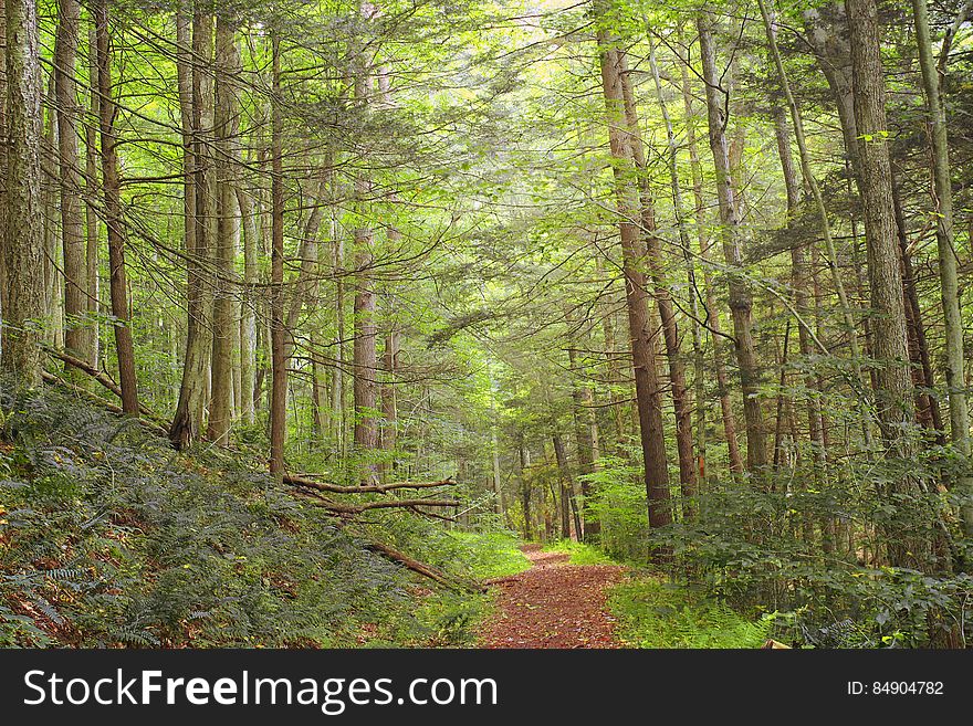 Hemlockâ€“northern hardwood forest on the north slope of Hemlock Mountain, Lycoming County, along the Black Forest Trail in Tiadaghton State Forest. I&#x27;ve licensed this photo as CC0 for release into the public domain. You&#x27;re welcome to download the photo and use it without attribution. Hemlockâ€“northern hardwood forest on the north slope of Hemlock Mountain, Lycoming County, along the Black Forest Trail in Tiadaghton State Forest. I&#x27;ve licensed this photo as CC0 for release into the public domain. You&#x27;re welcome to download the photo and use it without attribution.