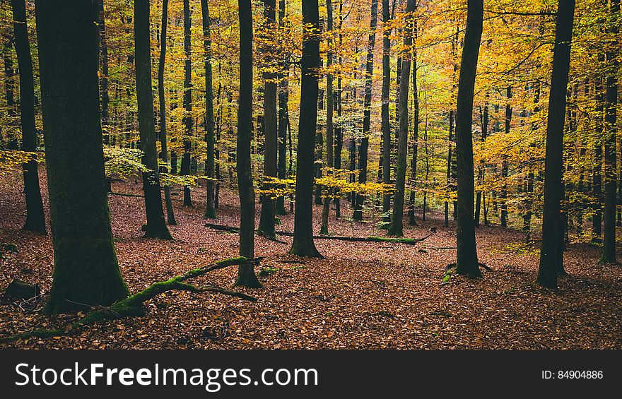 Forest With Autumn Leaves