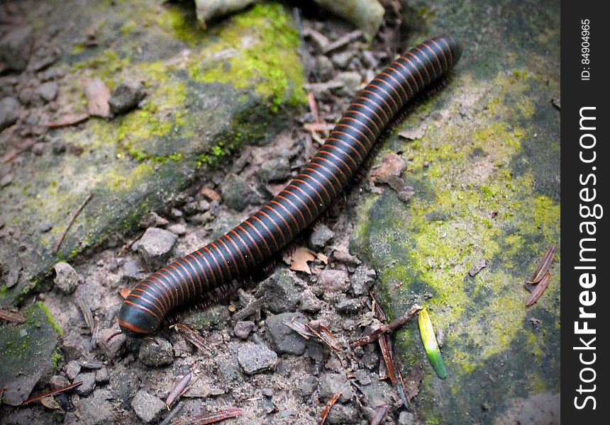 Millipede (Narceus americanus) on the north slope of Hemlock Mountain, Lycoming County, along the Black Forest Trail in Tiadaghton State Forest. I've licensed this photo as CC0 for release into the public domain. You're welcome to download the photo and use it without attribution. Millipede (Narceus americanus) on the north slope of Hemlock Mountain, Lycoming County, along the Black Forest Trail in Tiadaghton State Forest. I've licensed this photo as CC0 for release into the public domain. You're welcome to download the photo and use it without attribution.