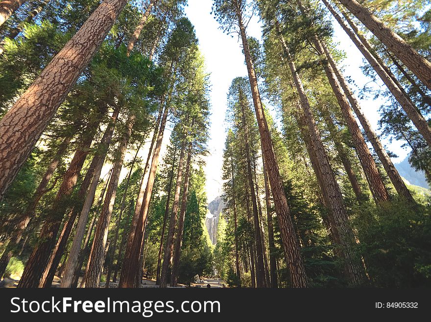 Inside a Redwood Forest