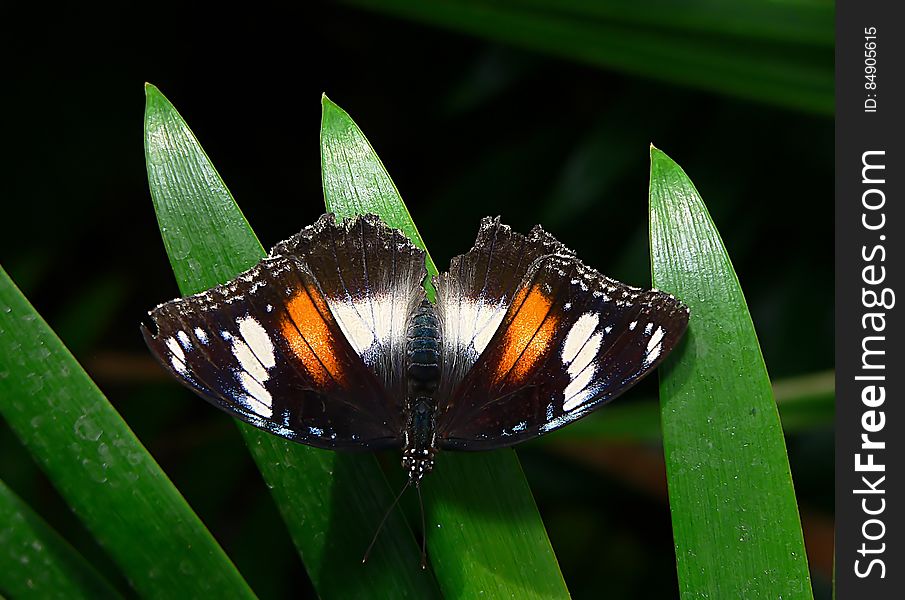 Orchard Butterfly