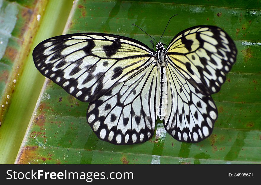 Paper Kite.Malaysia. &x28;9&x29;