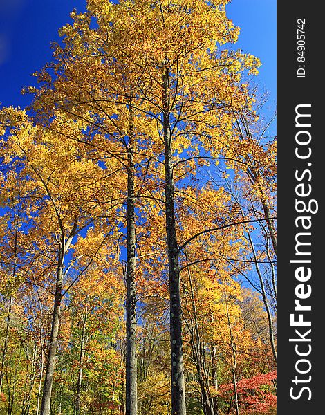 Northern hardwood forest, Monroe County, within State Game Land 168. I&#x27;ve licensed this photo as CC0 for release into the public domain. You&#x27;re welcome to download the photo and use it without attribution. Northern hardwood forest, Monroe County, within State Game Land 168. I&#x27;ve licensed this photo as CC0 for release into the public domain. You&#x27;re welcome to download the photo and use it without attribution.