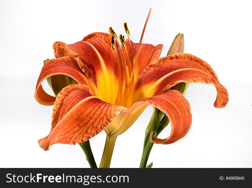 Day Lily