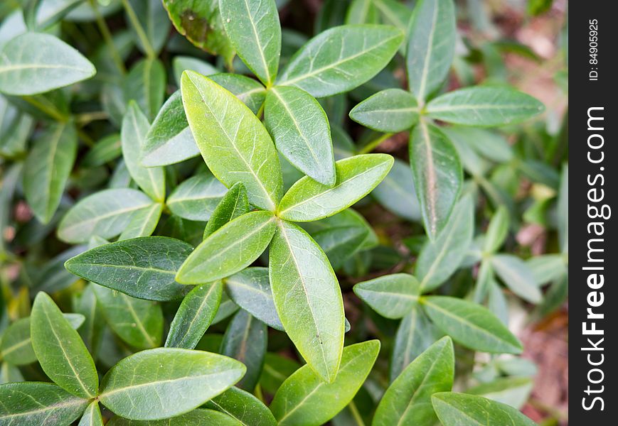 Small Green Plant Leaves