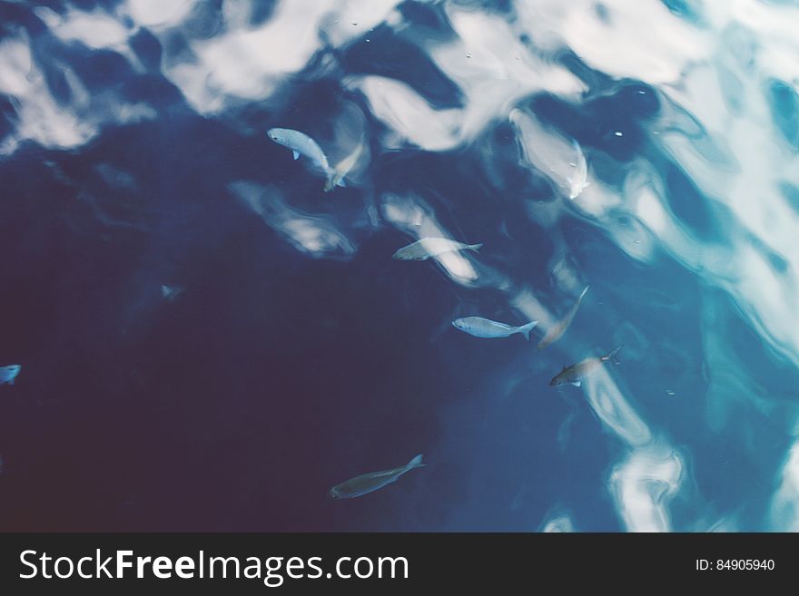 Fish In Water Background Texture