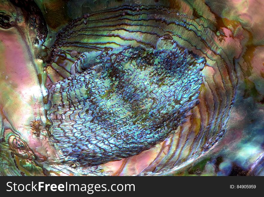 closeup of abalone shell
