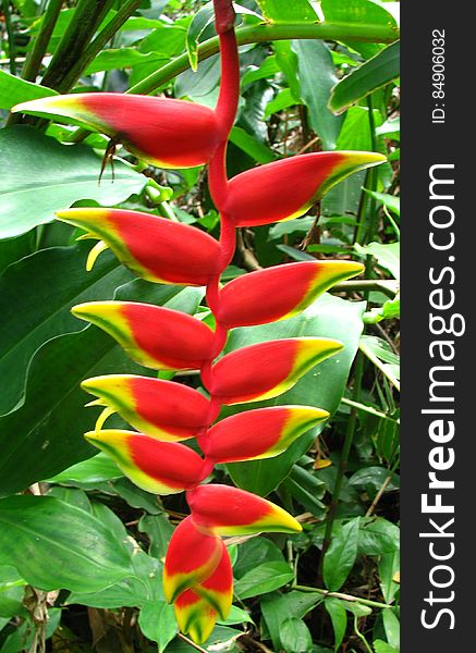 red-and-yellow heliconia