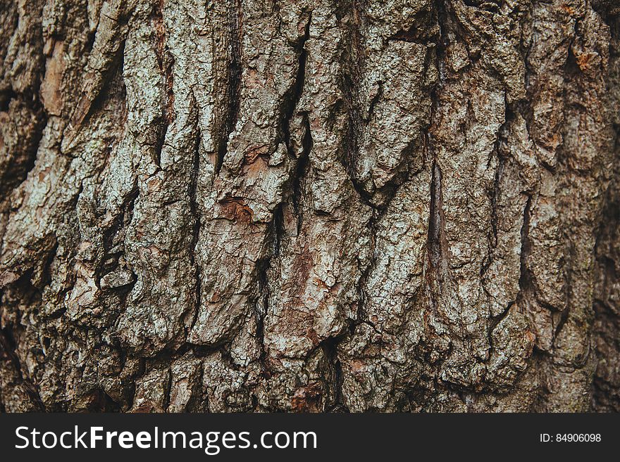 English Oak Tree Bark Background Texture