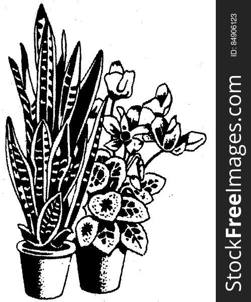 Black and white sketch of houseplants