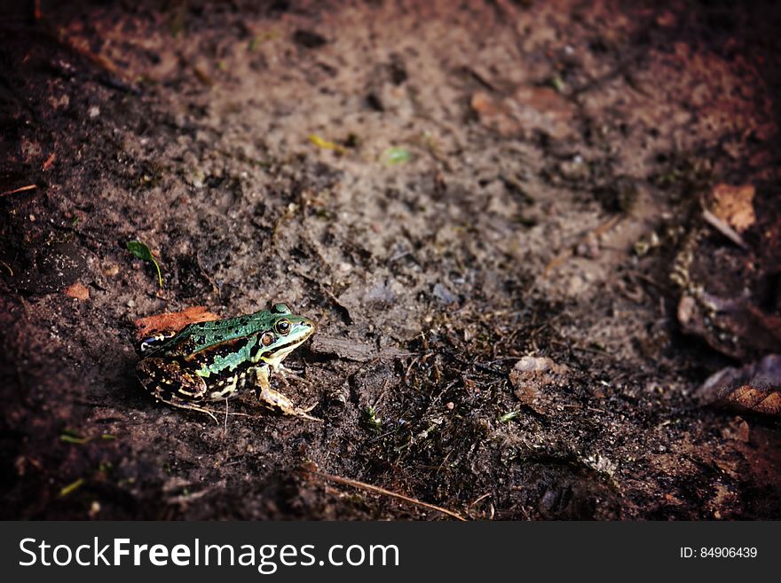 Green Frog Sitting On Damp Earth