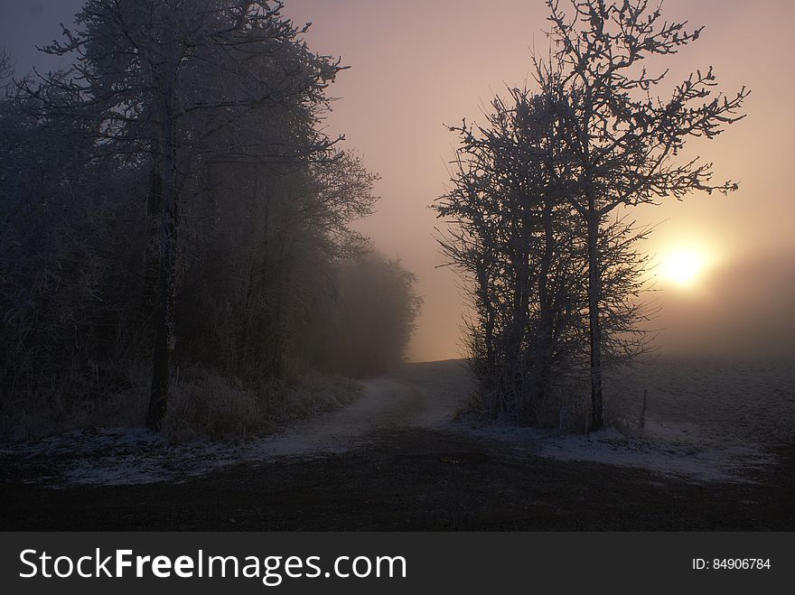 Fog over tree lined road through country meadow at sunset. Fog over tree lined road through country meadow at sunset.