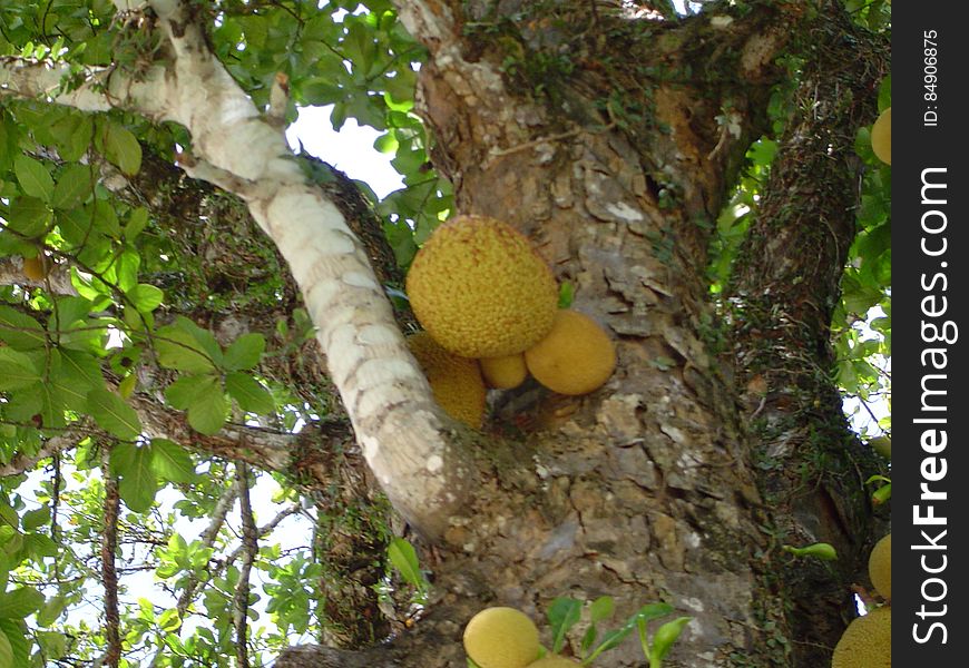 Jackfruits In A Tree