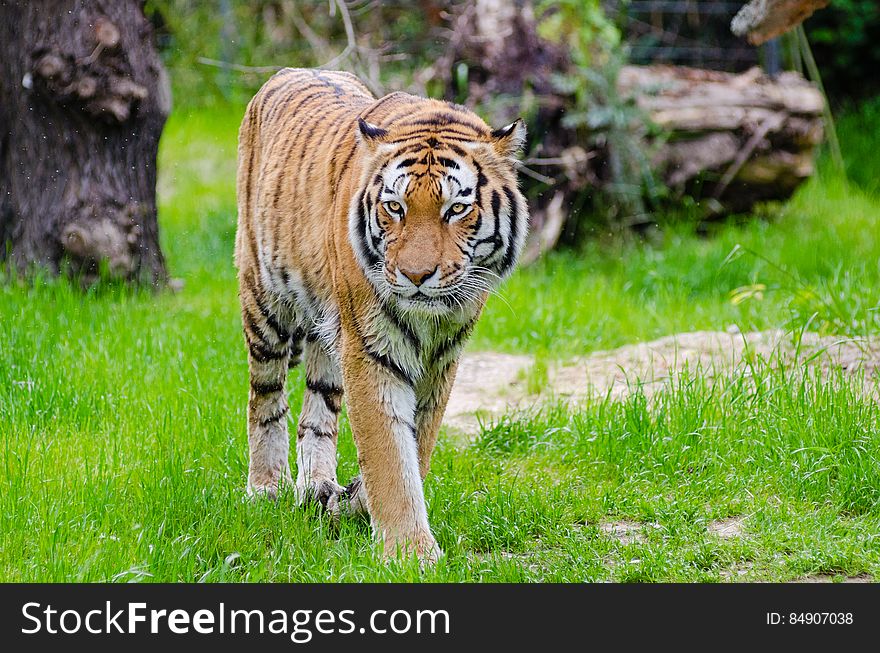 Orange and Black Bengal Tiger Walking on Green Grass Field during Daytime