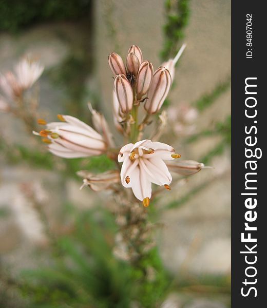 Flowers and Plants