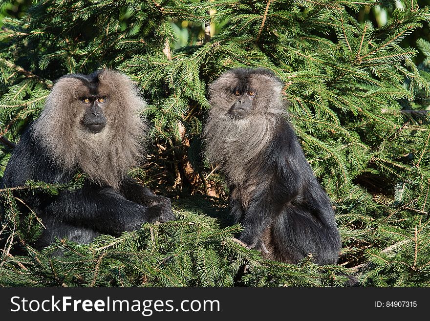 Lion-tailed macaque 2016-01-08-00115