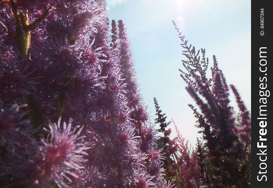 Purple flowers on mountain side, may be Plum Thistle or Plume Knapweed growing in profusion, pale gray background.