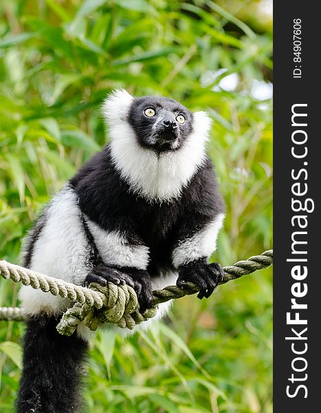 Black And White Ruffed Lemur