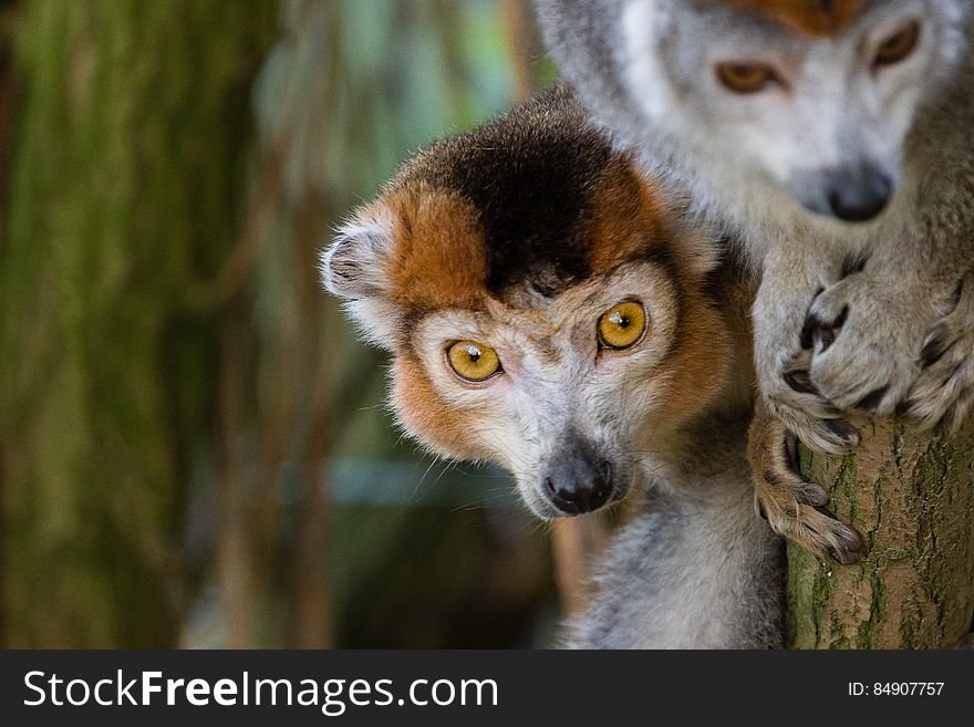 Crowned lemur 2016-01-08-00856