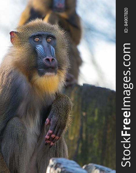 Mandrill 2016-01-14-00167