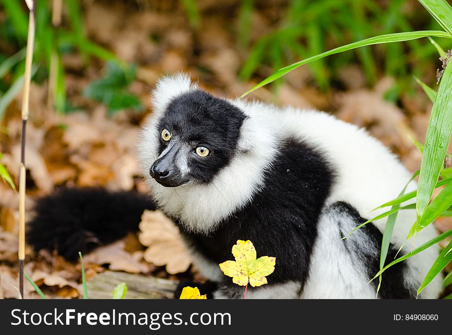 Black and white Ruffed Lemur