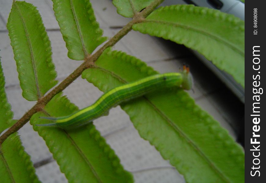 A pretty yellow-to-green caterpillar. I made him suffer a bit moving it to have a nice shot... I feel so sorry :&#x28;