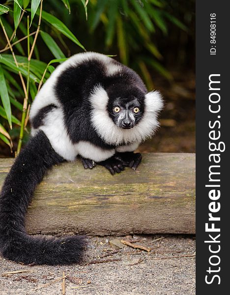 Black And White Ruffed Lemur