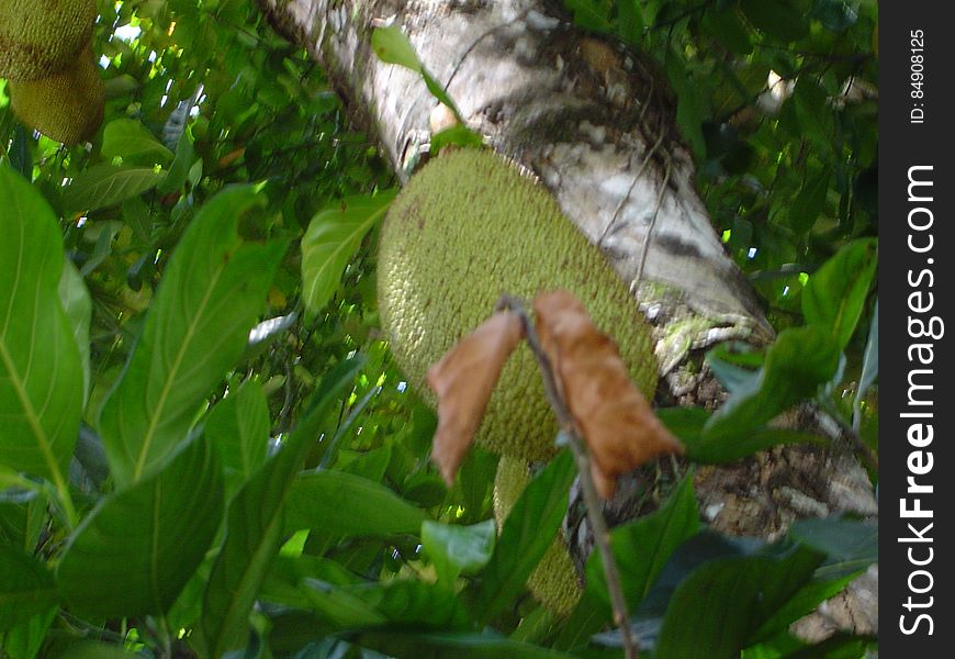 I really dislike the focus I got in this photo. And what a green Jackfruit.. Still in the same place...