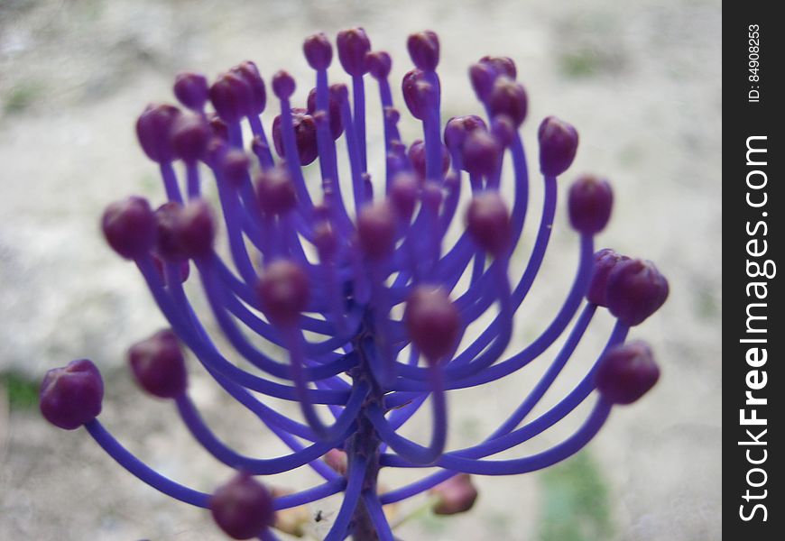 Flowers And Plants