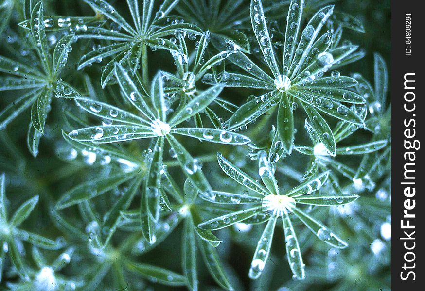 lupine leaves with water drops 2