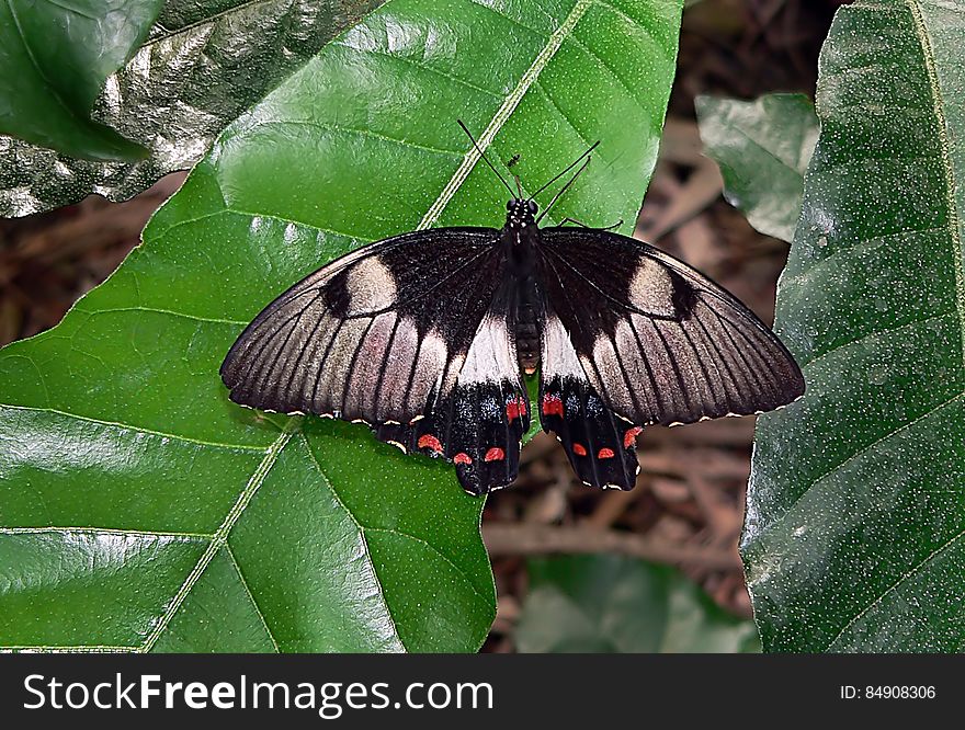 Common Eggfly