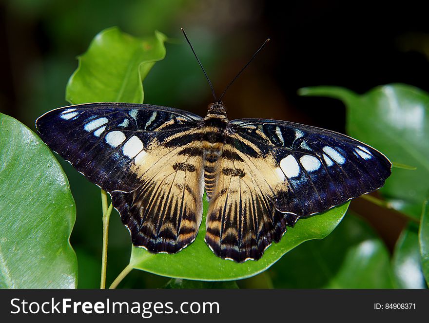 Cilpper Parthenos Sylvia