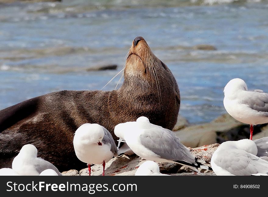 Southern NZ Fur Seal.