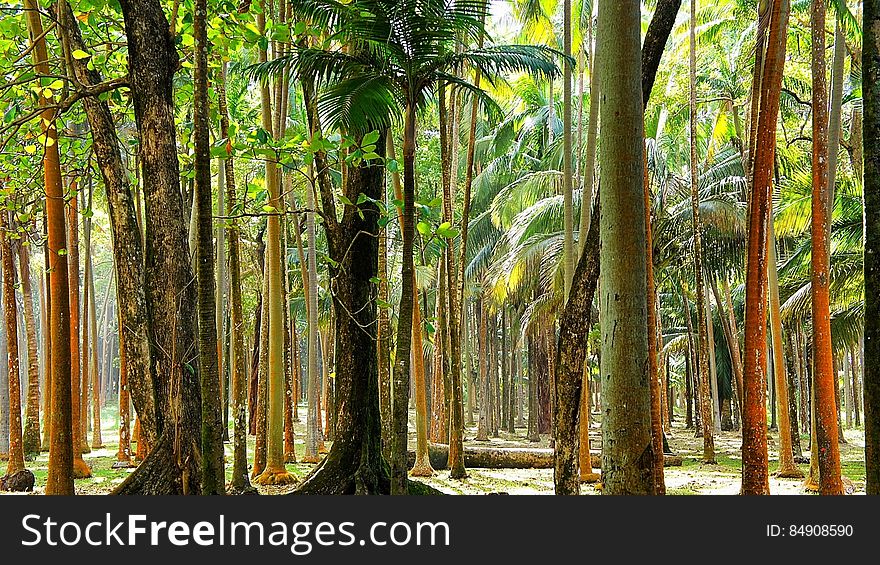 Palm Tree Forest