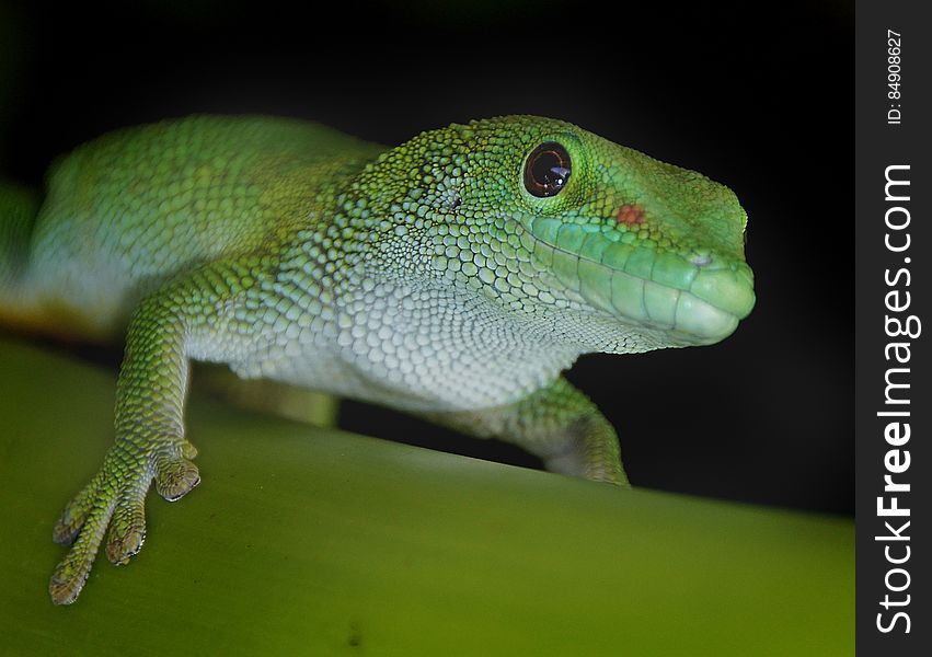 Scientific Name: Phelsuma madagascariensis Did You Know? New research on the action of the gripping toe pads of the geckos have illustrated how efficient the system of tiny kook-like hairs really is. It is estimated that in some species the combined grip of each toe could support the weight of up to 40kg. That is equivalent to a small teenage human! The day geckos are a group of stunningly beautiful lizards, many with bright green, red, blue or yellow markings. The giant day gecko is no exception. It is bright emerald green in colour with large dark eyes and patches of red on the lower back and sometimes also on the head. These are large lizards with males reaching almost 30cm in total length. While not particularly aggressive, if handled incorrectly they will attempt to bite and have very powerful jaws. The toes are broad and flattened and have an exceptional grip even on smooth surfaces such as glass. Scientific Name: Phelsuma madagascariensis Did You Know? New research on the action of the gripping toe pads of the geckos have illustrated how efficient the system of tiny kook-like hairs really is. It is estimated that in some species the combined grip of each toe could support the weight of up to 40kg. That is equivalent to a small teenage human! The day geckos are a group of stunningly beautiful lizards, many with bright green, red, blue or yellow markings. The giant day gecko is no exception. It is bright emerald green in colour with large dark eyes and patches of red on the lower back and sometimes also on the head. These are large lizards with males reaching almost 30cm in total length. While not particularly aggressive, if handled incorrectly they will attempt to bite and have very powerful jaws. The toes are broad and flattened and have an exceptional grip even on smooth surfaces such as glass.