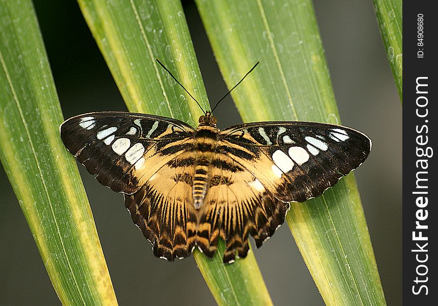 The Clipper &#x28;Parthenos sylvia&#x29; is a species of nymphalid butterfly found in South and South-East Asia, mostly in forested areas. The Clipper is a fast flying butterfly and has a habit of flying with its wings flapping stiffly between the horizontal position and a few degrees below the horizontal. It may glide between spurts of flapping. The Clipper &#x28;Parthenos sylvia&#x29; is a species of nymphalid butterfly found in South and South-East Asia, mostly in forested areas. The Clipper is a fast flying butterfly and has a habit of flying with its wings flapping stiffly between the horizontal position and a few degrees below the horizontal. It may glide between spurts of flapping.