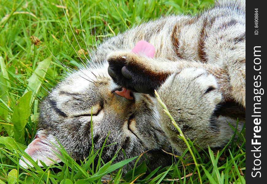 Brown Tabby Kitten on Green Grass