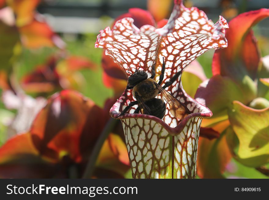 This Memorial Day weekend I went for my first visit to the Stanley Rehder Carnivorous Plant Garden off of Independence Boulevard in Wilmington, North Carolina. I discovered an array of pitcher plants including the species pictured Sarrancenia Leucophylla. It was fascinating how many Bumble Bees or &#x28;Class: Insecta, Order: Hymenoptera, Family: Apidae, Genus: Bombus, and unsure of this species?&#x29; were flying around the plants and even crawling into them. I began to wonder if the bees had a strictly mutualistic relationship with the pitcher plants acting solely as pollinators. Also, I saw quite a few bees get stuck in the tubes of the pitcher plant and it appeared that the pitcher plant could be acting as a predator to the bees. Were the pitcher plants luring them into their tubes to provide a source of mineral nutrients for the plant? After doing some research, I found that it is not evolutionarily beneficial for pitcher plants to consume their own pollinators, thus why they have two distinct parts for each function. The flowering part of the pitcher plant &#x28;shown in the background of the photo&#x29; is the part responsible for attracting pollinators. This Memorial Day weekend I went for my first visit to the Stanley Rehder Carnivorous Plant Garden off of Independence Boulevard in Wilmington, North Carolina. I discovered an array of pitcher plants including the species pictured Sarrancenia Leucophylla. It was fascinating how many Bumble Bees or &#x28;Class: Insecta, Order: Hymenoptera, Family: Apidae, Genus: Bombus, and unsure of this species?&#x29; were flying around the plants and even crawling into them. I began to wonder if the bees had a strictly mutualistic relationship with the pitcher plants acting solely as pollinators. Also, I saw quite a few bees get stuck in the tubes of the pitcher plant and it appeared that the pitcher plant could be acting as a predator to the bees. Were the pitcher plants luring them into their tubes to provide a source of mineral nutrients for the plant? After doing some research, I found that it is not evolutionarily beneficial for pitcher plants to consume their own pollinators, thus why they have two distinct parts for each function. The flowering part of the pitcher plant &#x28;shown in the background of the photo&#x29; is the part responsible for attracting pollinators.