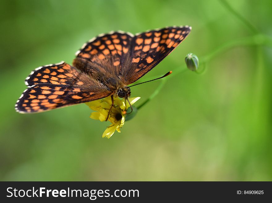 Araignées, insectes et fleurs de la forêt de Moulière &#x28;Le Grand Bignolas&#x29