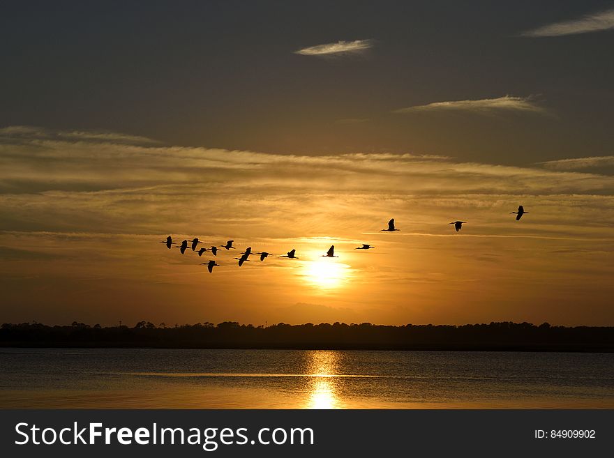 Silhouettes of birds in a flock flying above a water surface at sunset. Silhouettes of birds in a flock flying above a water surface at sunset.