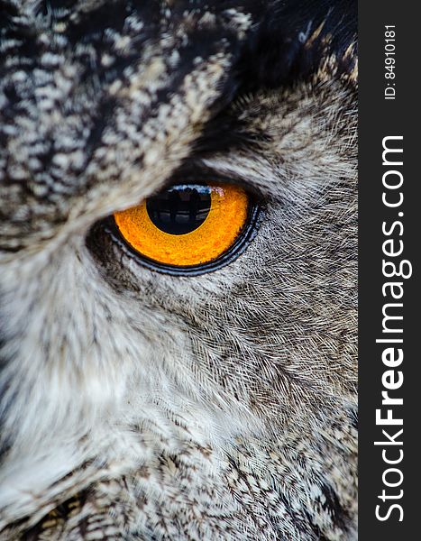 Gray Owl Showing Orange And Black Left Eye