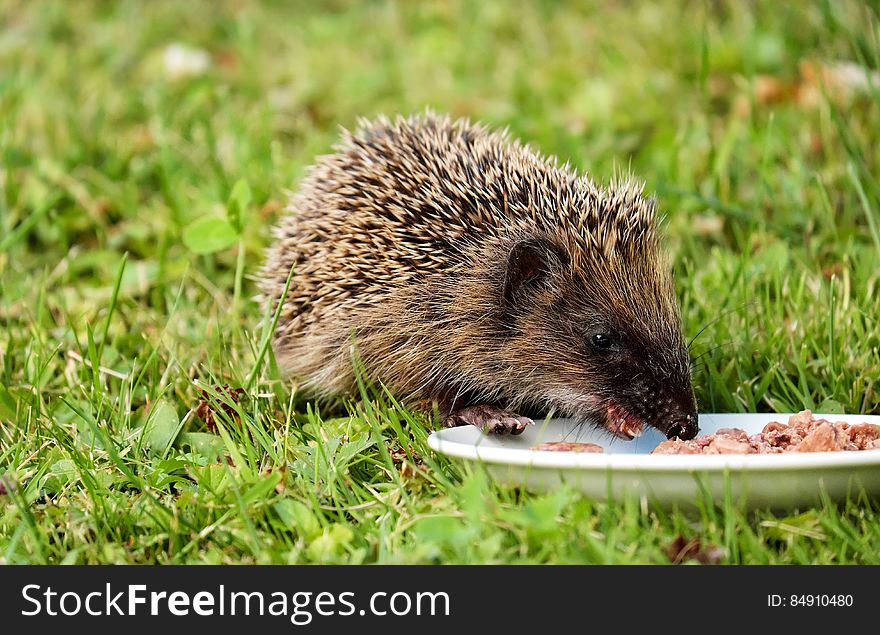 Gray and Black Hedgehog Eating on Plate