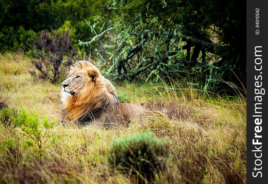 A lion with a big mane resting and staring in the grassland. A lion with a big mane resting and staring in the grassland.