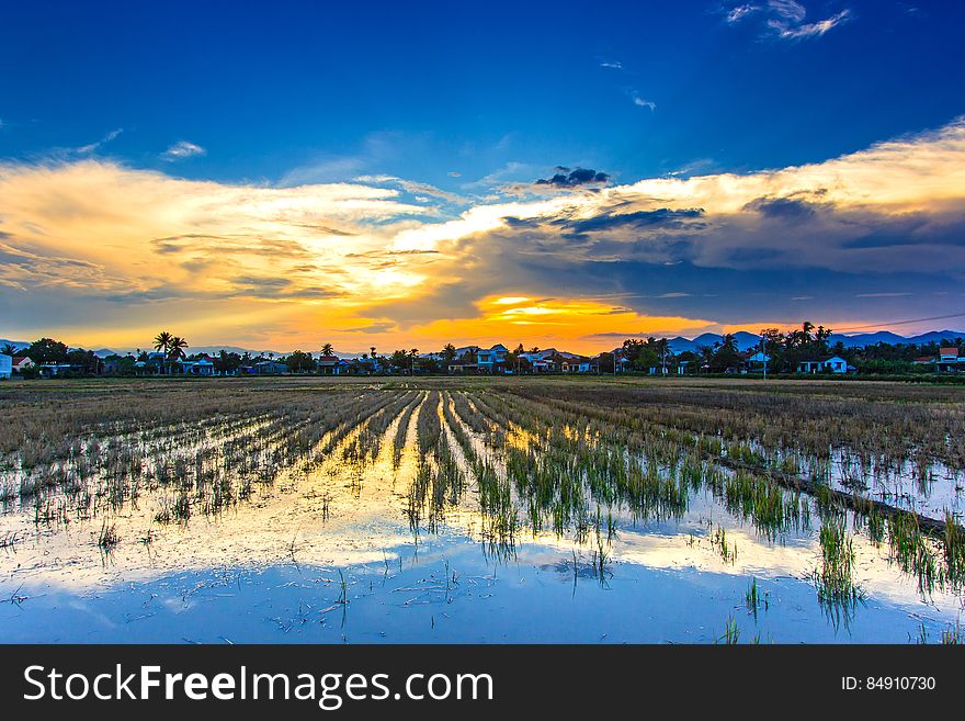 Rice fields underwater with sunset on the sky.