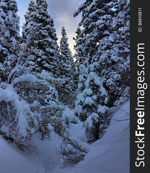 A view of a forest with snow-covered trees. A view of a forest with snow-covered trees.