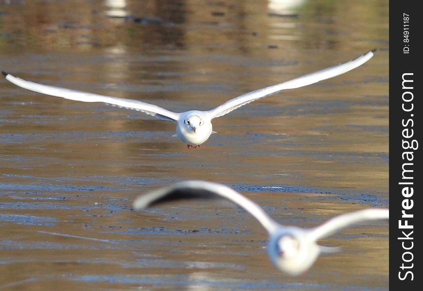 Seagulls Skimming Water