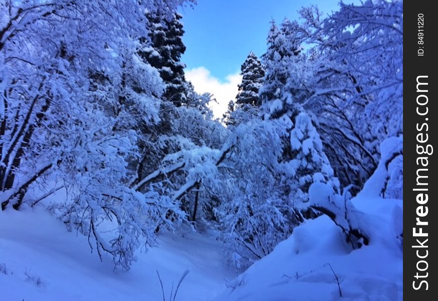 Snow covered winter forest landscape in blue tones on sunny day. Snow covered winter forest landscape in blue tones on sunny day.