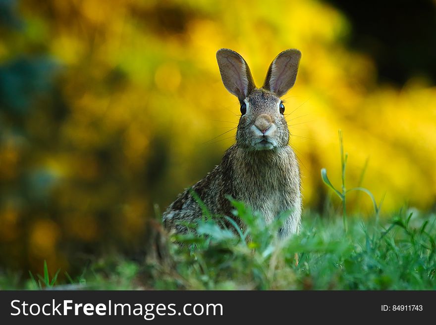 Close-up Of Rabbit On Field