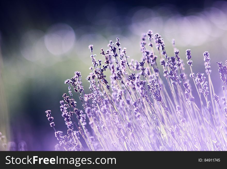 A close up of lavender flowers in a field.