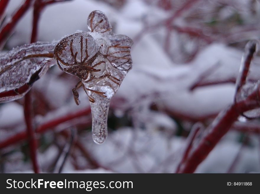 Iced Mosquito